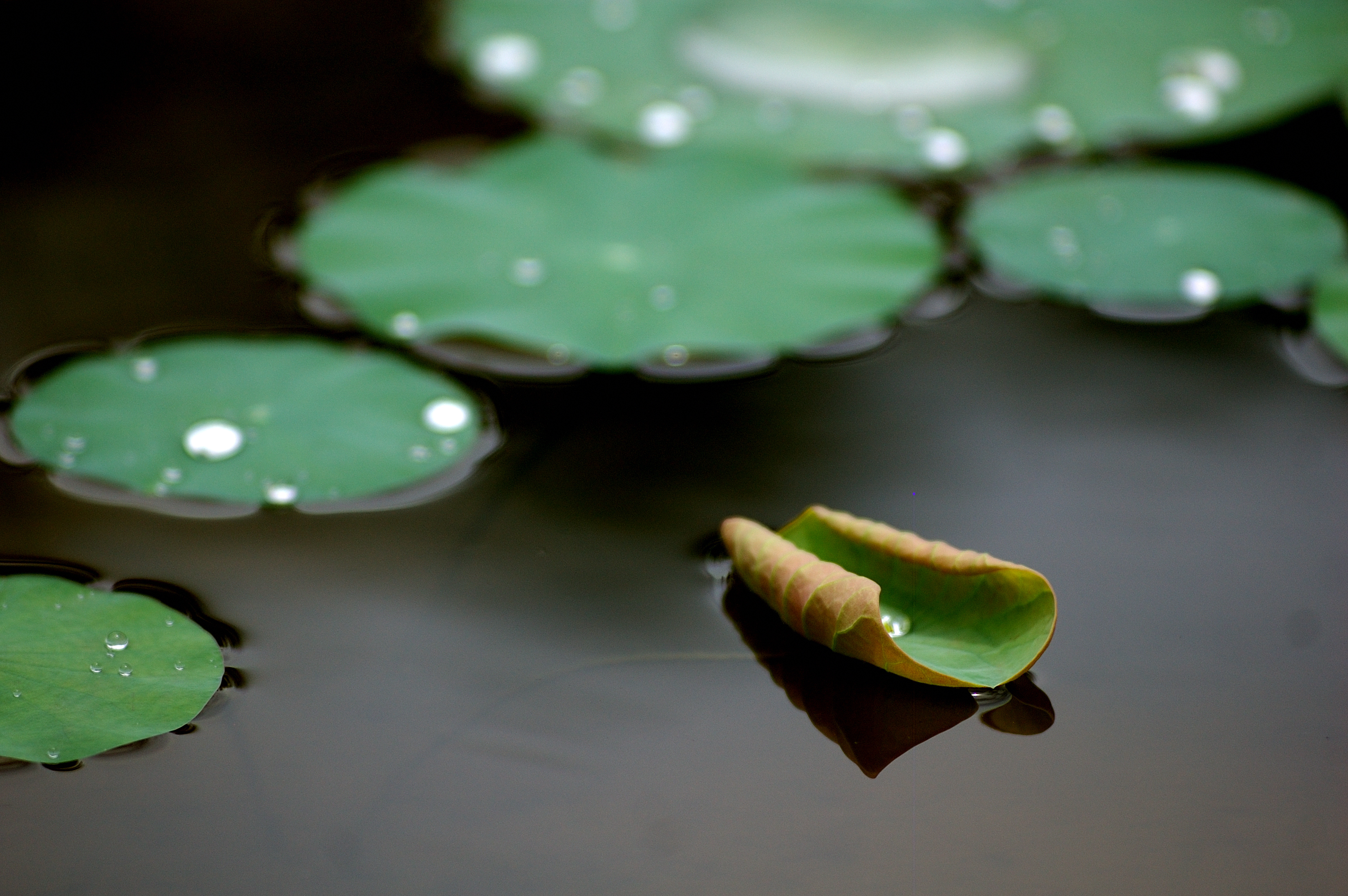 DSC_3664_00016.jpg
