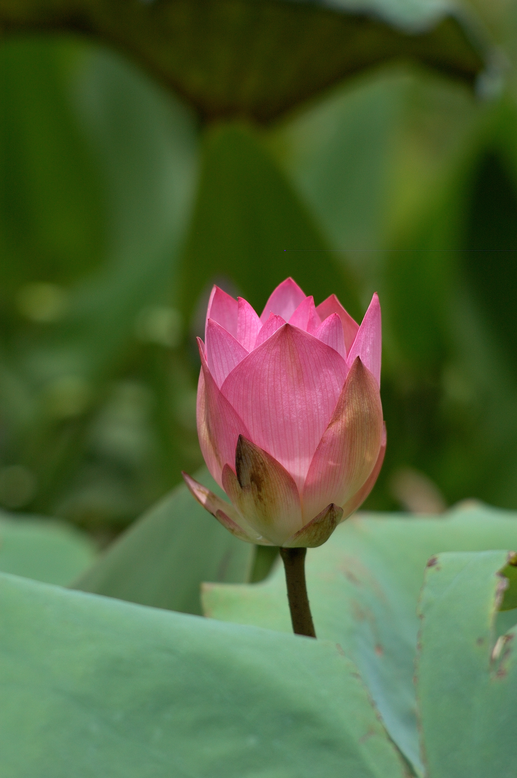 DSC_3675_00023.jpg